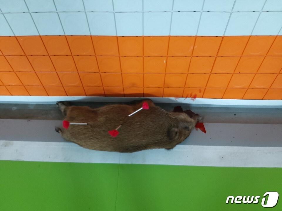 본문 이미지 - 청주 강서동에서 포획한 멧돼지. (충북소방본부 제공) ⓒ 뉴스1