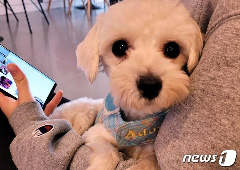 본문 이미지 - 서울유기동물입양센터 다시사랑받개에서 보호 중인 강아지 ⓒ 뉴스1