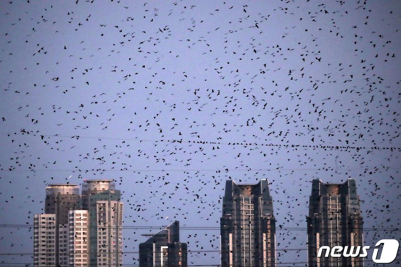 본문 이미지 - 31일 오후 울산 태화강 상공에서 떼까마귀가 군무를 펼치고 있다. 2020.10.31/뉴스1 윤일지 기자 ⓒ 뉴스1