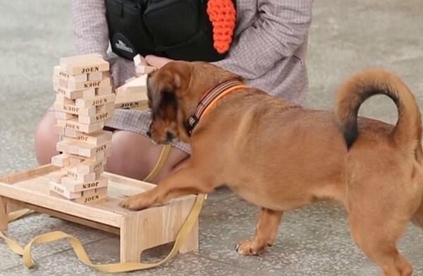 본문 이미지 - 사진 '개는 훌륭하다' ⓒ 뉴스1