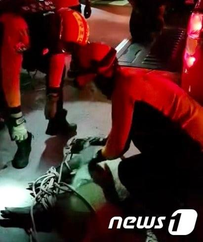 본문 이미지 - 지난 4일 오후 10시16분쯤 대구 북구 산격동에 멧돼지 한마리가 출몰해 2시간 만에 붙잡혔다.(대구소방안전본부 제공) 2020.10.5ⓒ뉴스1