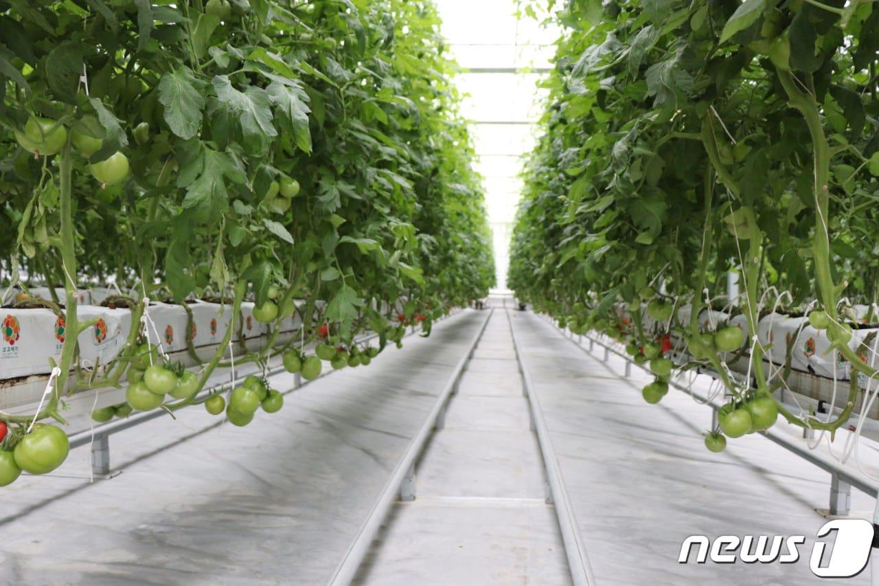 본문 이미지 - 광주시 농업기술센터는 데이터 기반 스마트농업 실현을 위해 ICT 스마트팜 통합 관제시스템 구축사업과 스마트팜 생산성 향상 모델 현장실증·고도화 사업을 추진한다. 사진은 ICT 스마트팜 통합 관제시스템 모습./뉴스1 ⓒ News1 