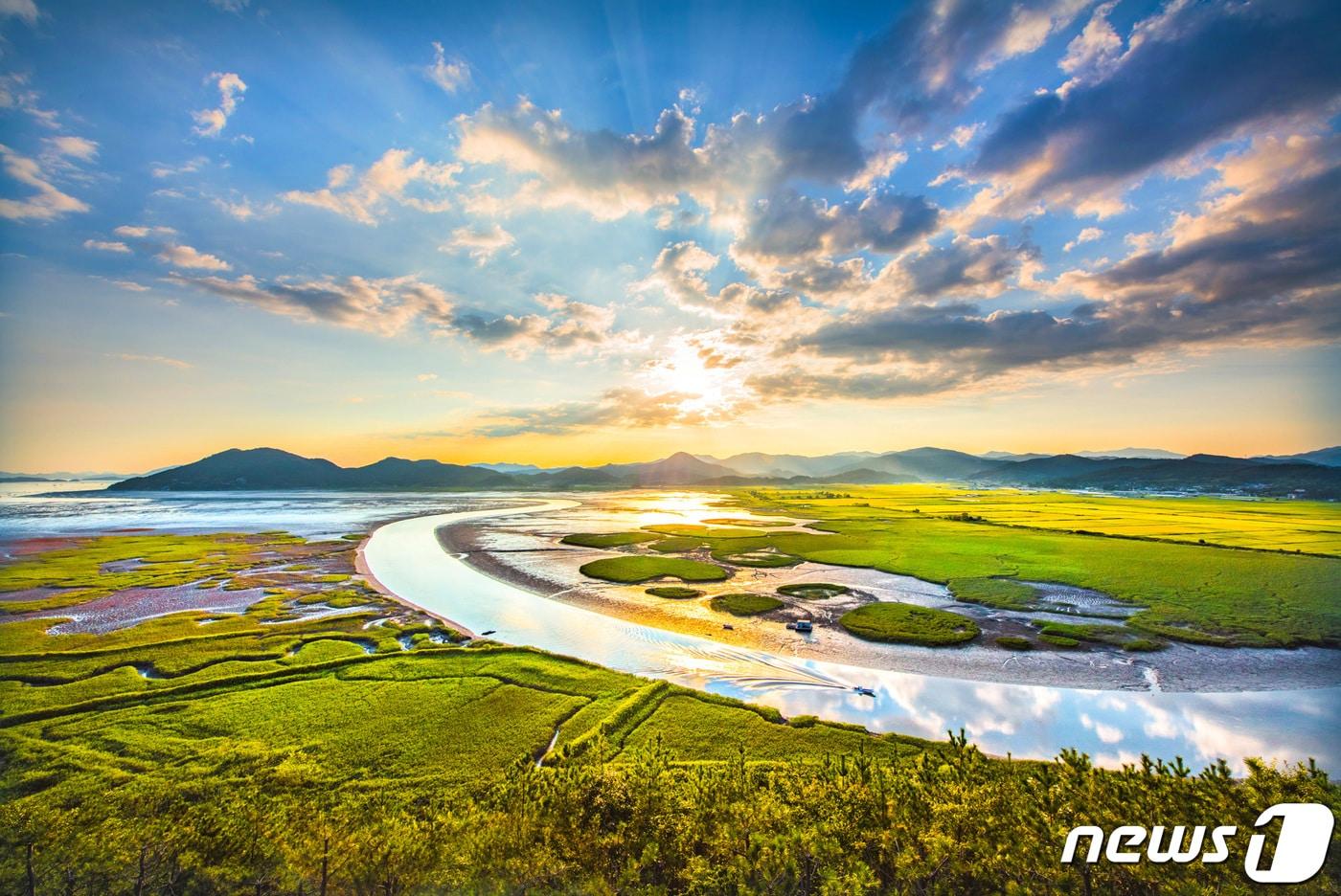 전남 순천만습지를 굽이치는 물길과 누렇게 익어가는 황금 들판, 불그스름한 갯벌 식물들이 태양빛을 받아 아름다운 장면을 연출해내고 있다.(순천시 제공)2020.10.6 /뉴스1 ⓒ News1 지정운 기자