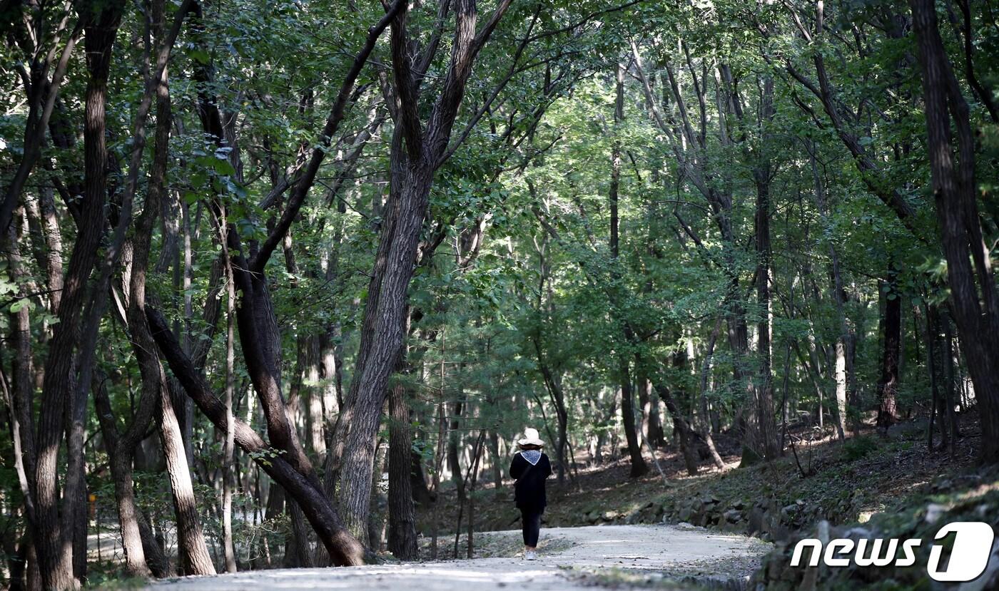 조선왕릉 숲길 2020.10.6/뉴스1 ⓒ News1 &#40;자료사진&#41;