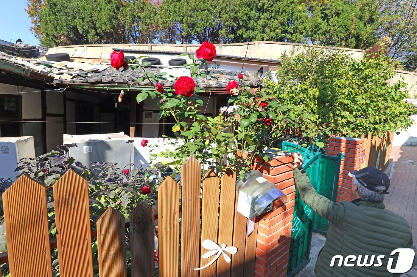 13일은 전태일 열사 50주기(1948~1970). 50주기에 맞춰 대구 중구 남산로8길 25-16(남산동 2178-1번지) 전태일 열사가 살았던 집에서 12일 오후 '전태일 문패 달기' 행사가 열린다. 집에는 초겨울 한파에도 붉은 장미가 피어 있다. 10살 무렵 이사를 와서 60년 가까이 이 집에서 살았던 집주인 최모씨가 11일 마지막 이삿짐을 꾸리다가 잠시 대문 밖으로 나와 추억이 담긴 집을 바라보고 있다. 최씨는 "전태일 열사 동생 전태삼씨가 찾아와 꼭 이 집을 매입하겠다는 의사를 밝히며 잘 보존해 달라고 말한 지 8년 만에 이사를 하게 됐다＂고 말했다. 2020.11.11/뉴스1 ⓒ News1 공정식 기자