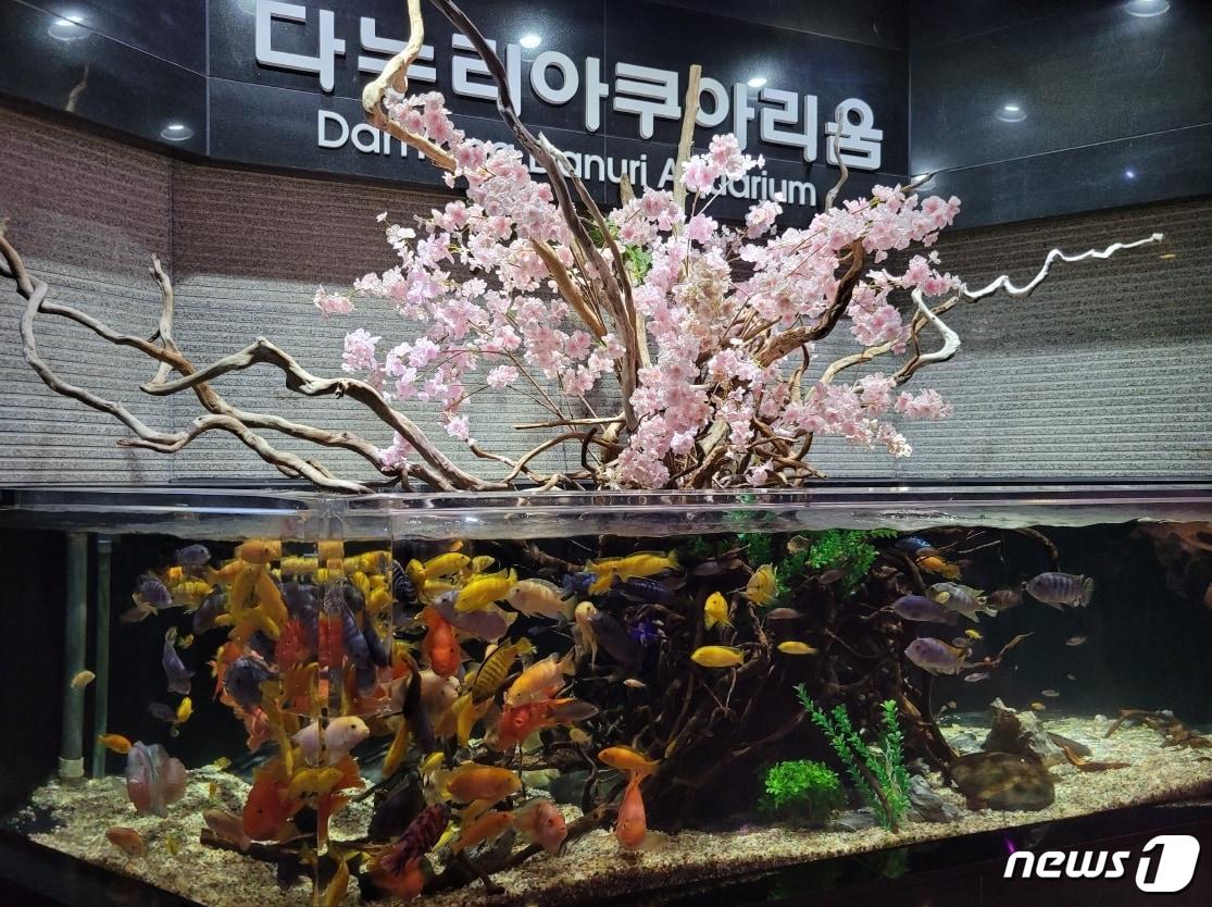 본문 이미지 - 최근 '물멍'이 인기를 끌고 있는 가운데 단양다누리아쿠아리움이 새로운 힐링 명소로 떠오르고 있다.(단양군 제천공)ⓒ 뉴스1