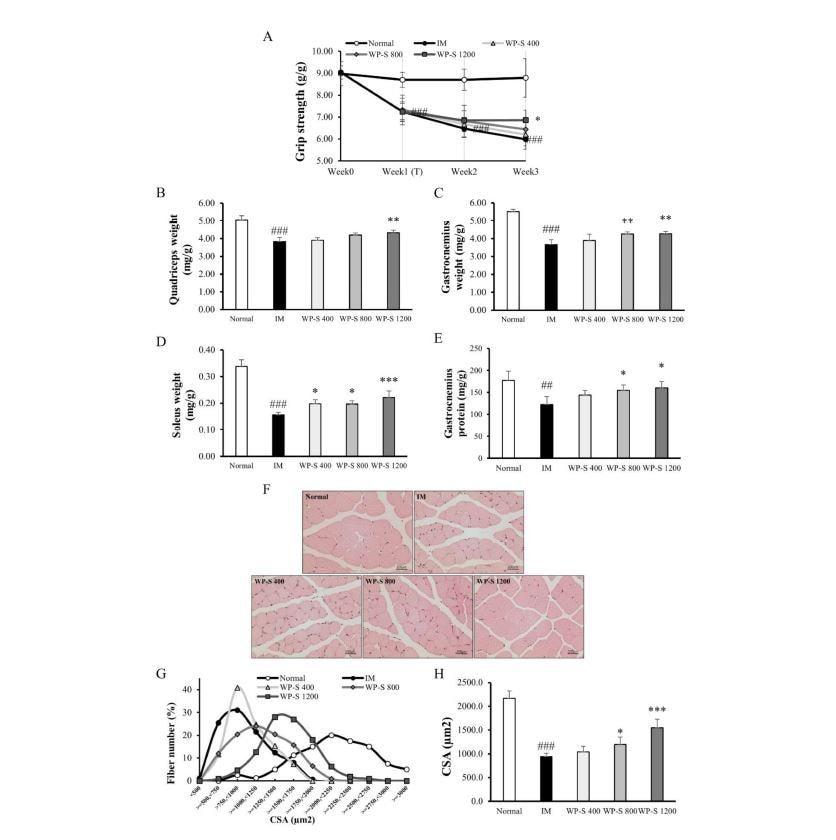본문 이미지 - 근육이 위축된 5주령 쥐에 유청단백가수분해물을 투여해 근육량과 근력 및 근섬유 단면적이 뚜렷하게 증가한 실험 결과(매일유업 제공)ⓒ 뉴스1