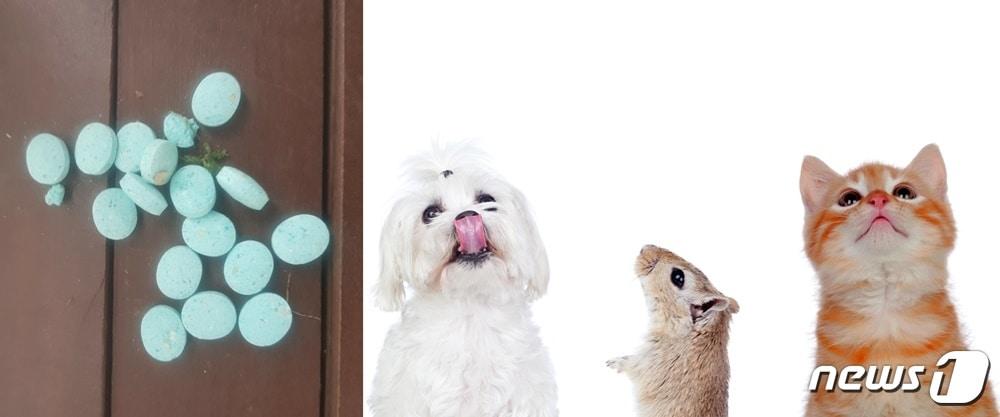 본문 이미지 - 구서제(독자 제공)와 강아지, 쥐, 고양이(이미지투데이 사진) ⓒ 뉴스1