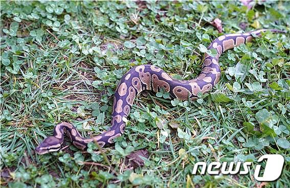 본문 이미지 - 공비단뱀(Ball Python·볼 파이톤). (사진은 기사 내용과 무관함) / 뉴스1 ⓒ News1
