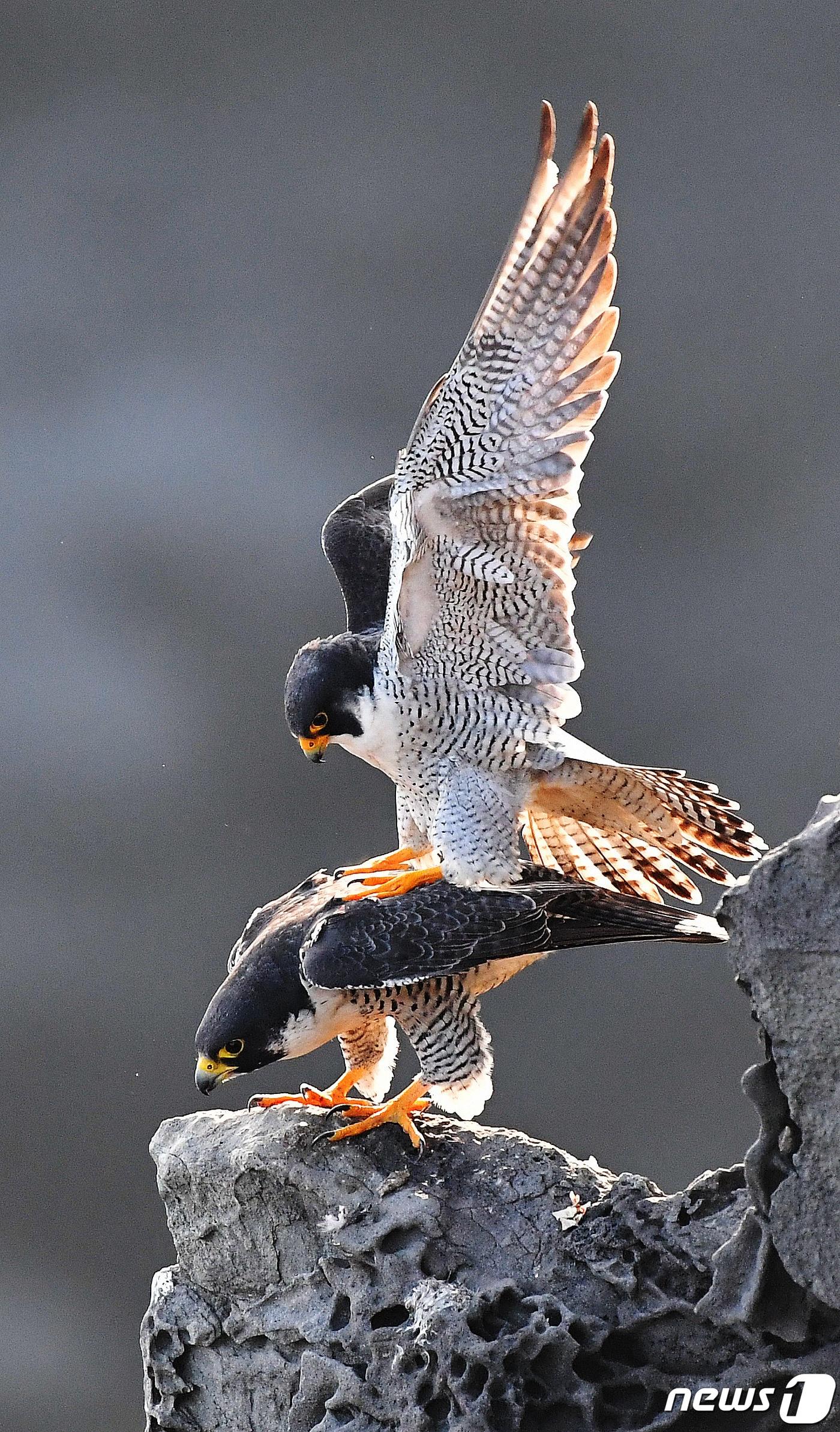 본문 이미지 - 제주도 민속자연사박물관은 올해 연구사업의 일환으로 '바다를 누비는 매' 책자를 발간하고, 제주 해안절벽에 최소 18쌍의 매가 서식하고 있는 것으로 확인됐다고 2일 밝혔다.  책자에 수록된 매 사진.(제주도 민속자연사박물관 제공) /ⓒ 뉴스1