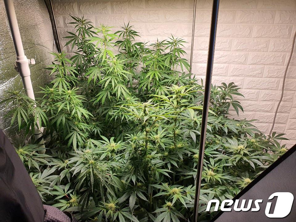 본문 이미지 - 대마 (경기북부지방경찰청 제공)2020.11.23/뉴스1