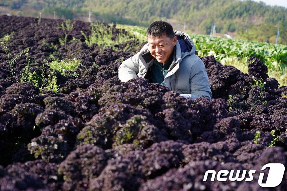 본문 이미지 - 해남군 황산면의 농업법인 자색드림(대표 한국진)이 자색케일 대량 재배에 성공해 첫 수확을 앞두고 있다.(해남군 제공)2020.11.24/뉴스1