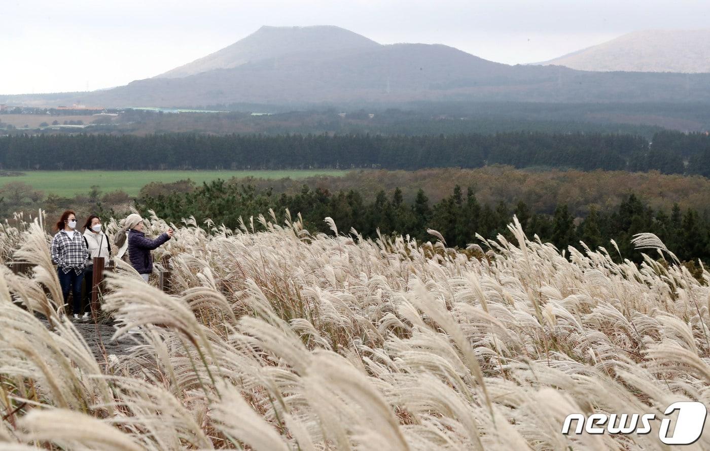 3일 제주시 조천읍 교래리 산굼부리에서 관광객들이 억새길 사이를 걸으며 가을 정취를 즐기고 있다.2020.11.3/뉴스1 ⓒ News1 오현지 기자