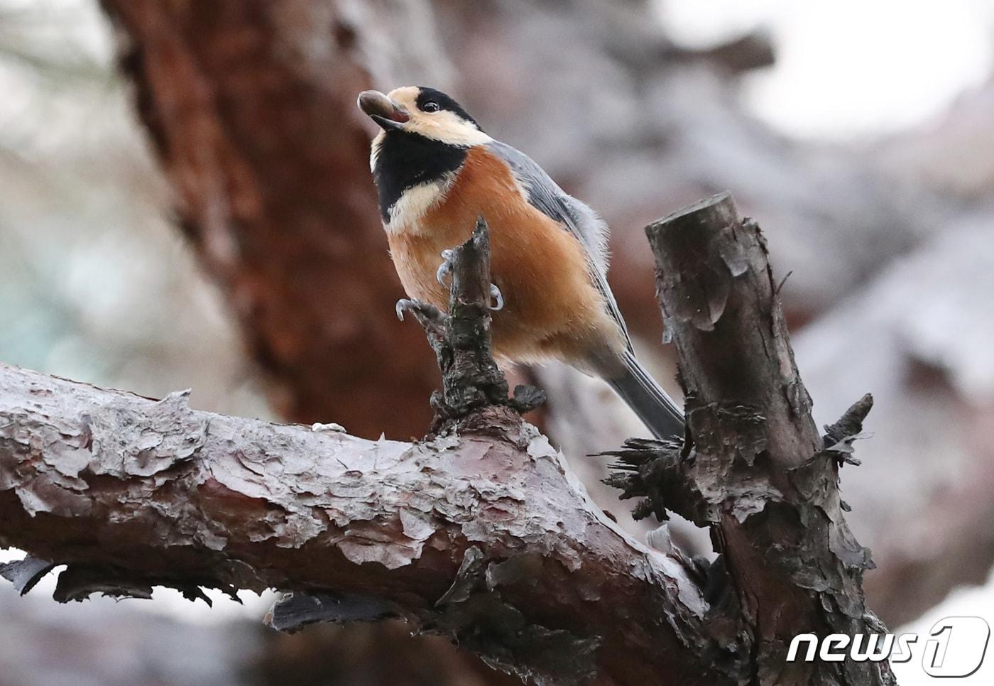 8일 대전·충남은 구름이 많은 가운데 오전까지 서해중부해상에 강한 바람이 불 것으로 예보됐다. 대전 서구에 위치한 공원에서 곤줄박이가 먹이를 먹고 있다. /뉴스1 ⓒ News1 김기태 기자