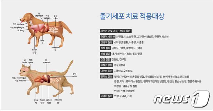본문 이미지 - 반려동물 난치성 질환을 치료하기 위한 줄기세포의 적용범위. 사진 VIP동물의료센터 제공 ⓒ 뉴스1