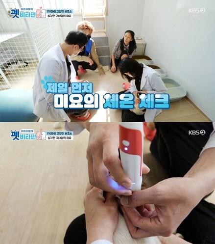 본문 이미지 - 사진 KBS '펫비타민' ⓒ 뉴스1