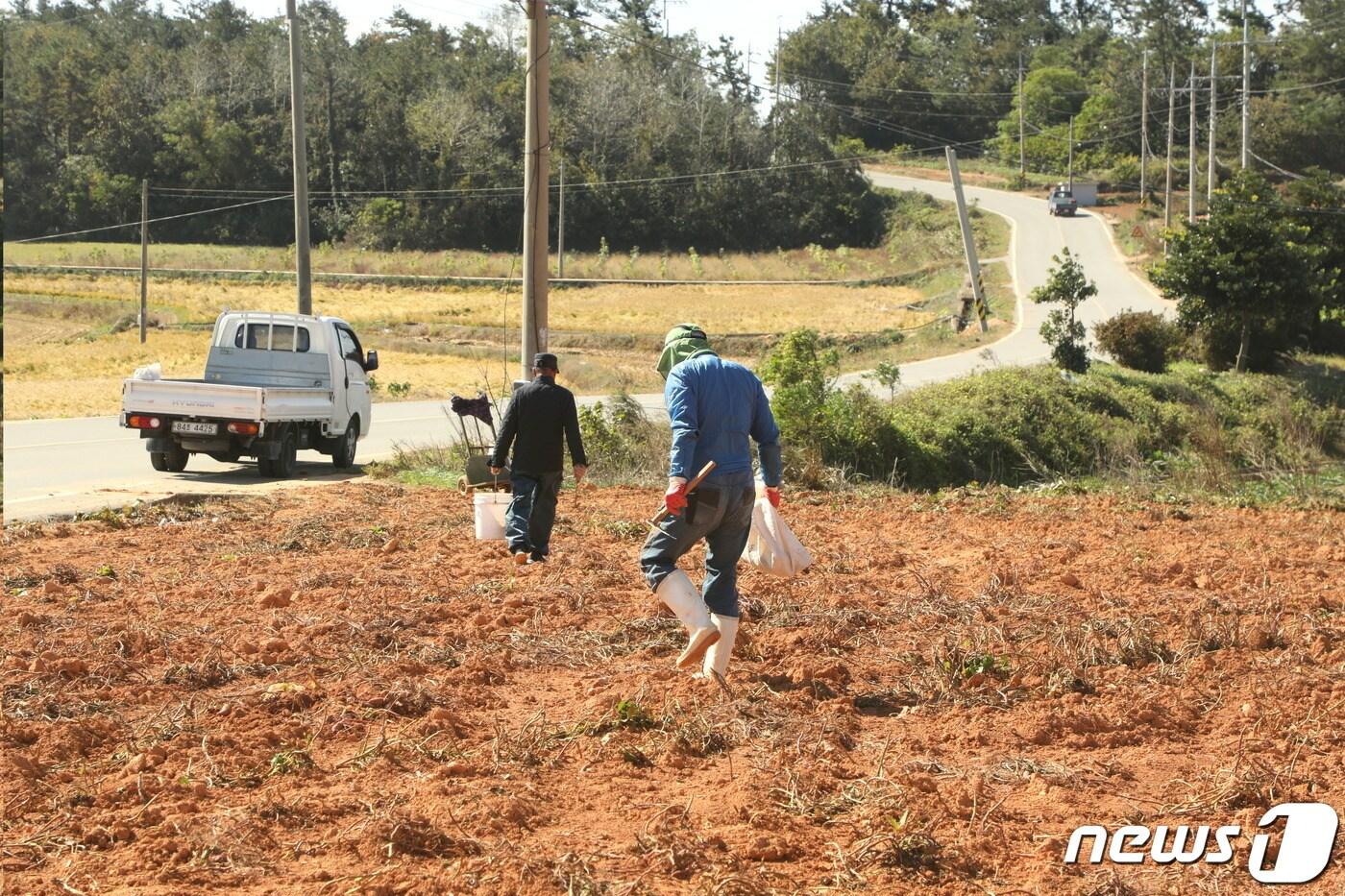본문 이미지 - 지난 1일 전남 해남군 산이면 한 고구마밭에서 이삭줍기를 하는 외지인들이 트럭을 타고 밭을 돌아다니면서 고구마를 쓸어 모으고 있다.(독자제공)2020.11.7/뉴스1 ⓒ 뉴스1