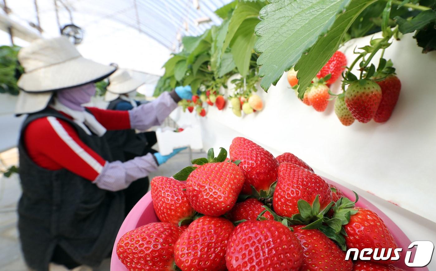지난달 10일 농촌진흥청 국립원예특작과학원 온실에서 대표적 겨울 과채류로 인기가 높은 설향 딸기를 수확하고 있다. 설향 딸기는 당도가 높고 과즙이 많아 새콤달콤한 식감이 일품인 국산품종이다. (농업진흥청 제공) 2020.12.10/뉴스1