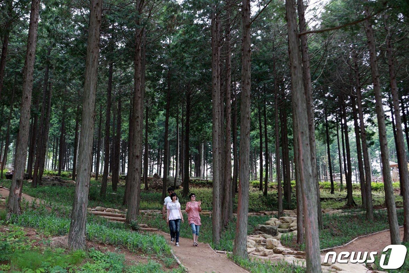 본문 이미지 - 장흥 우드랜드(장흥군 제공. 재판매 및 DB금지) ⓒ 뉴스1DB
