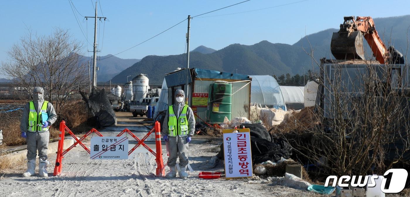 본문 이미지 - 10월31일 전북 정읍시 정읍천 야생조류 분변에서 조류인플루엔자 항원이 검출돼 정밀검사가 진행 중이다./뉴스1