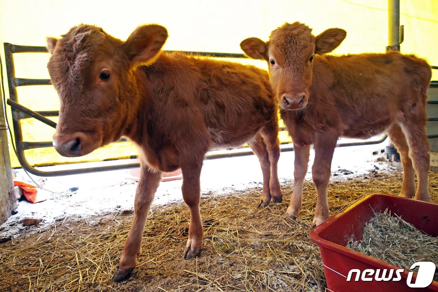 본문 이미지 -  전남 구례군에 위치한 한 농장에서 쌍둥이 송아지가 신기한듯 카메라를 바라보고 있다. (사진은 기사 내용과 무관함) / 뉴스1 ⓒ News1황희규 기자