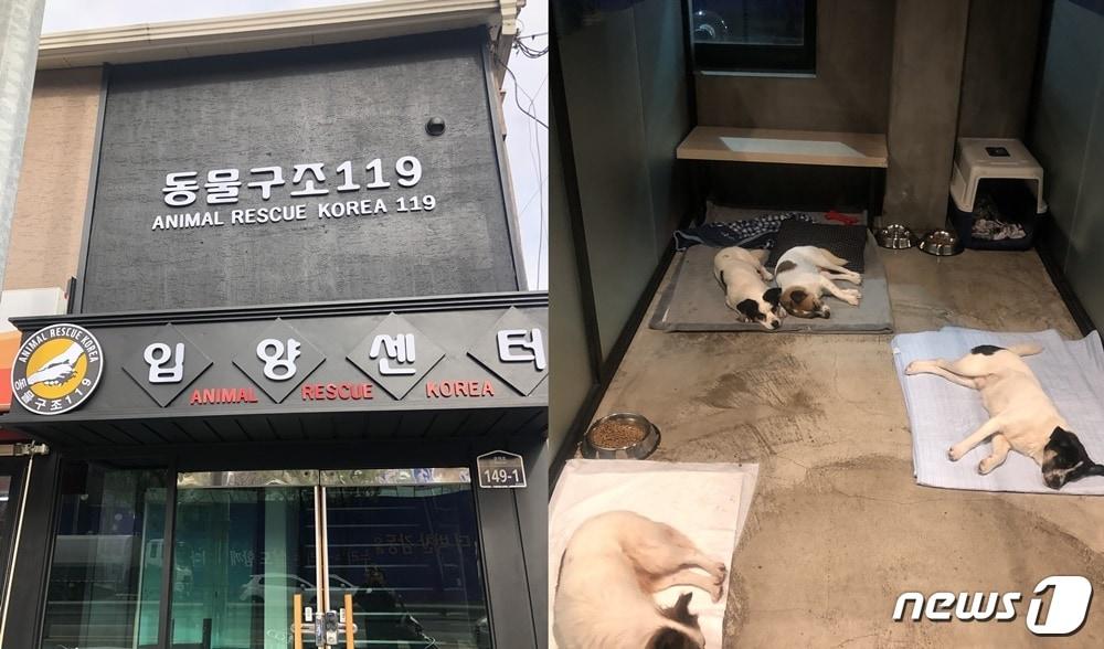 본문 이미지 - 사진 동물구조119 입양센터 ⓒ 뉴스1