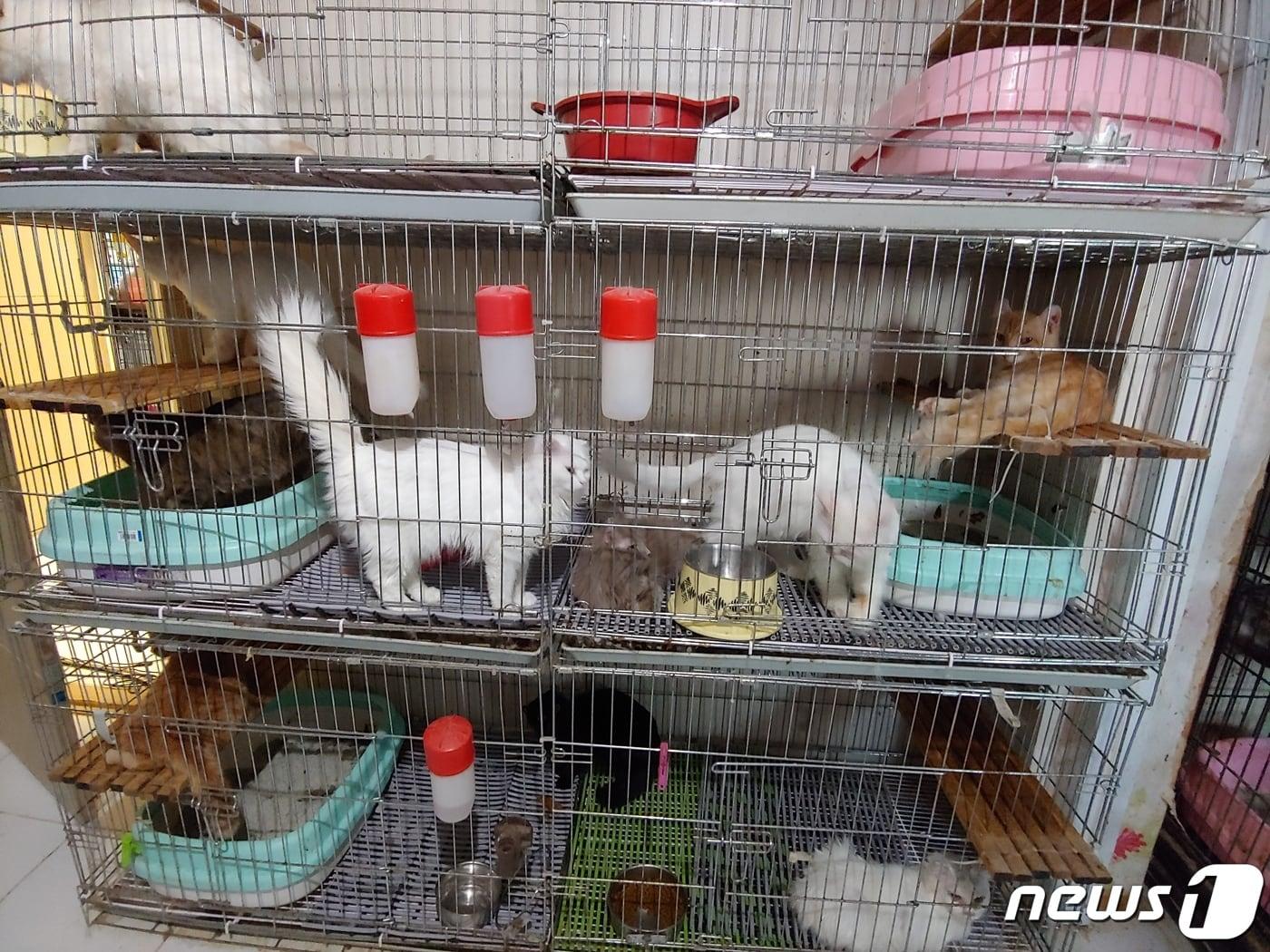본문 이미지 - 부산 수영구 한 2층짜리 주택에서 고양이 250여 마리가 쌓아 올린 작은 철장에서 사육되고 있는 현장. (부산경찰청 제공) 2020.2.14/뉴스1 ⓒ News1