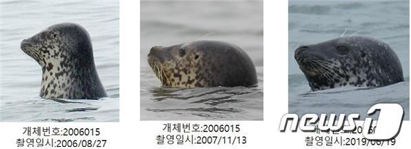 본문 이미지 - 백령도에서 목격된 점박이물범 동일개체(2006~2019)/해양수산부 제공ⓒ 뉴스1