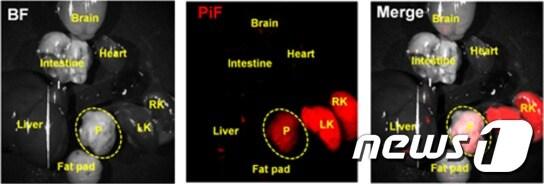 본문 이미지 - 쥐 꼬리 정맥주사를 통해 PiF를 주입한 3시간 뒤 각 조직의 생체 외 이미지(IBS 제공) ⓒ 뉴스1