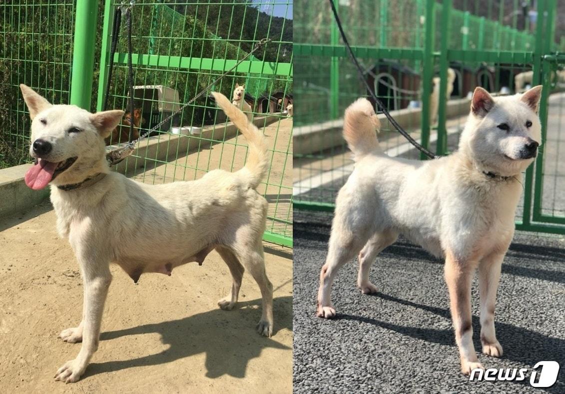 본문 이미지 - 용인시 동물보호센터에서 보호 중인 '재미'의 구조 당시(왼쪽)와 현재 모습. ⓒ 뉴스1