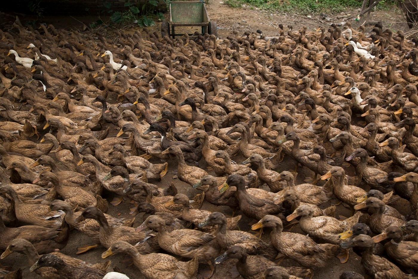 중국 저장성 농업과학원에서 기른 오리 10만마리가 사막 메뚜기 떼 퇴치를 위해 파키스탄으로 투입된다. - 트위터 갈무리