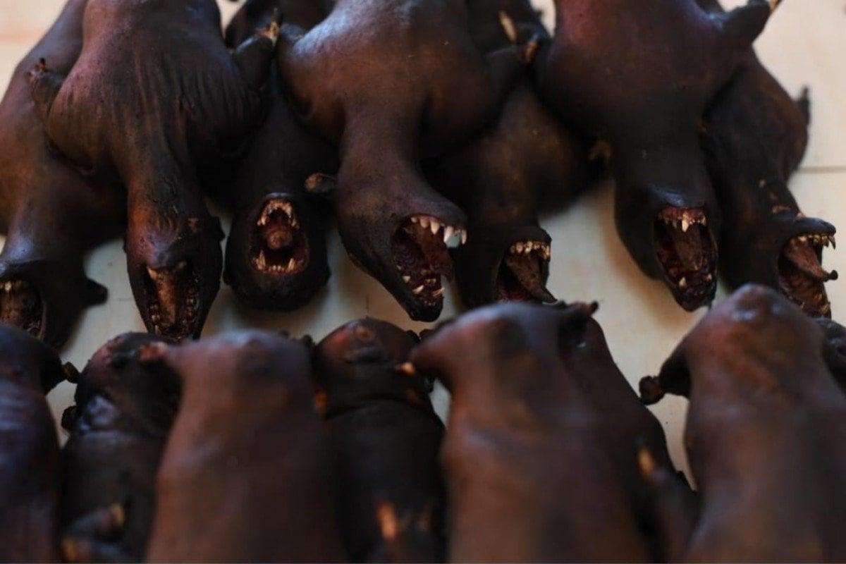 본문 이미지 - 인도네시아 토호몬시장에서 팔리는 박쥐. 날개를 다 잘라냈다. <사우스차이나모닝포스트(SCMP) 갈무리>