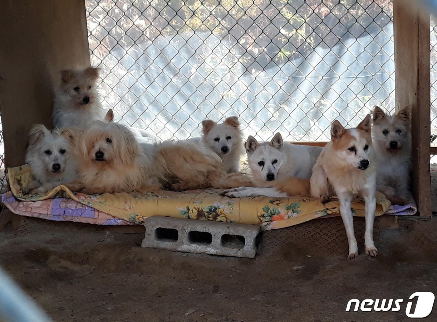 본문 이미지 - 애신동산 유기견들. ⓒ 뉴스1 최서윤 기자