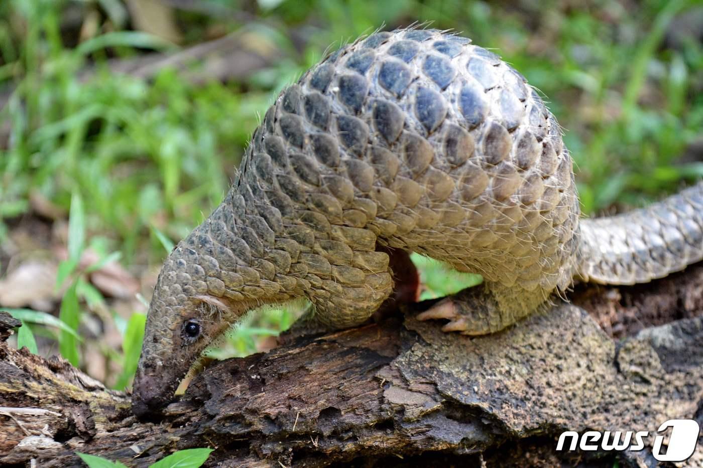 천산갑 ⓒ AFP=뉴스1