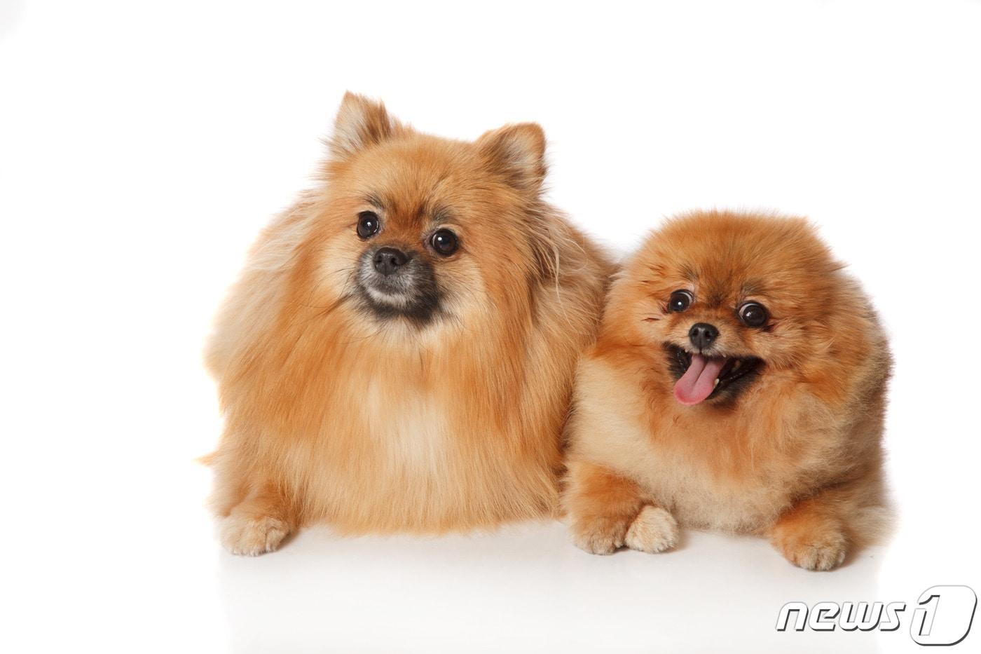 포메라니안 강아지. 이건희 회장의 반려견과 상관 없음. 사진 이미지투데이 ⓒ 뉴스1