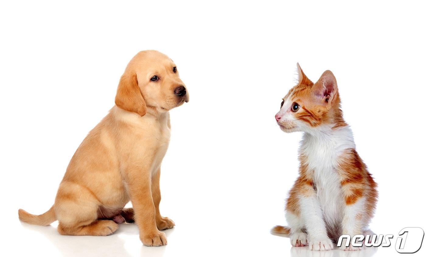 본문 이미지 - 강아지와 고양이. 사진 이미지투데이 ⓒ 뉴스1