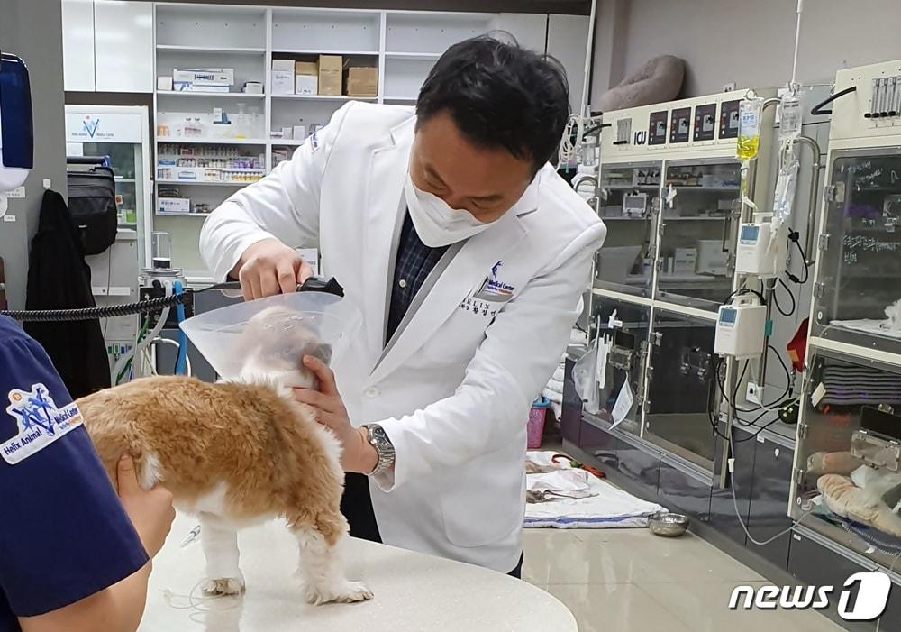 본문 이미지 - 수의사가 강아지를 진료하고 있다. ⓒ 뉴스1