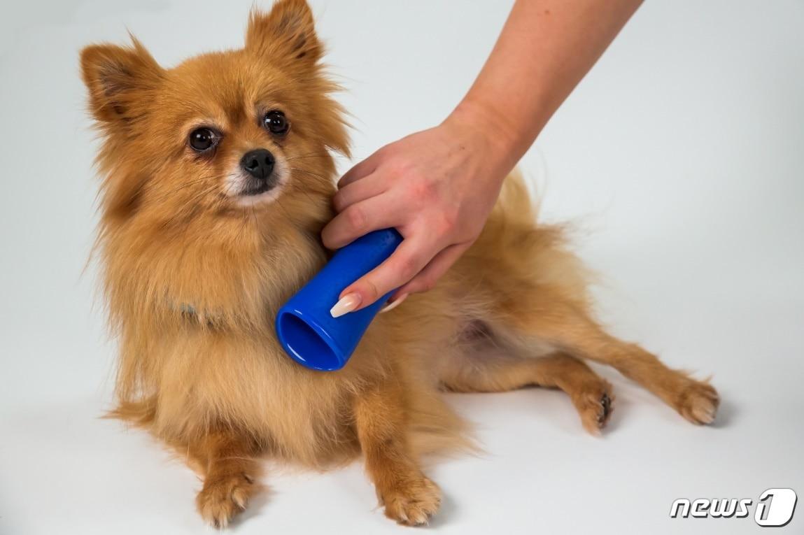 본문 이미지 - 사진 펫티저 제공 ⓒ 뉴스1