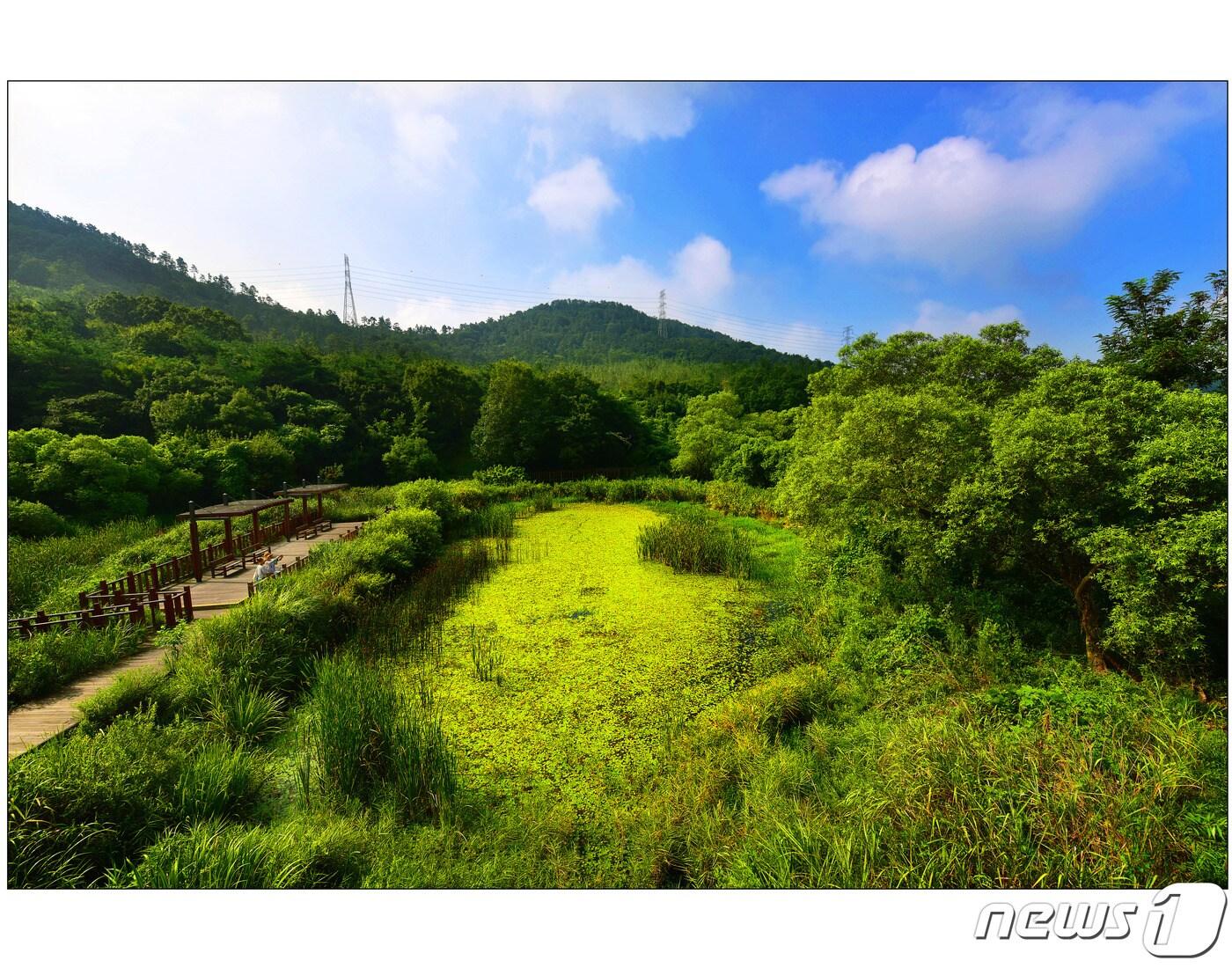 본문 이미지 - 대한민국 대표적인 내륙 습지인  전북 고창 운곡습지 ⓒ 뉴스1