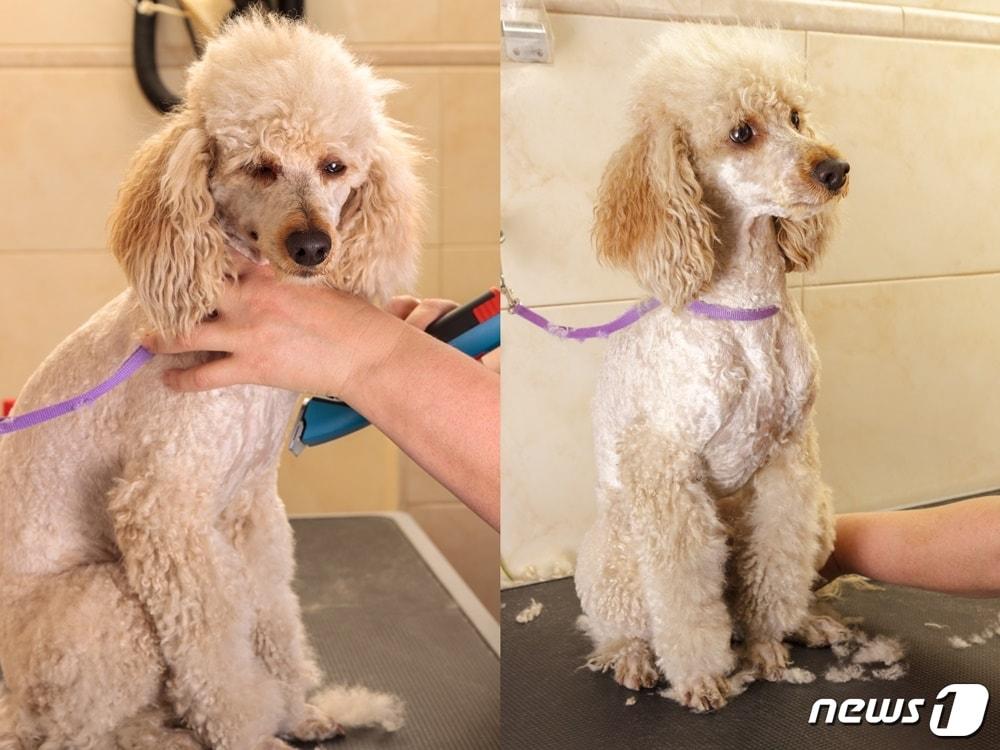 본문 이미지 - 미용 실습 때 많이 동원되는 품종 중 하나인 푸들 강아지. 사진 이미지투데이 ⓒ 뉴스1