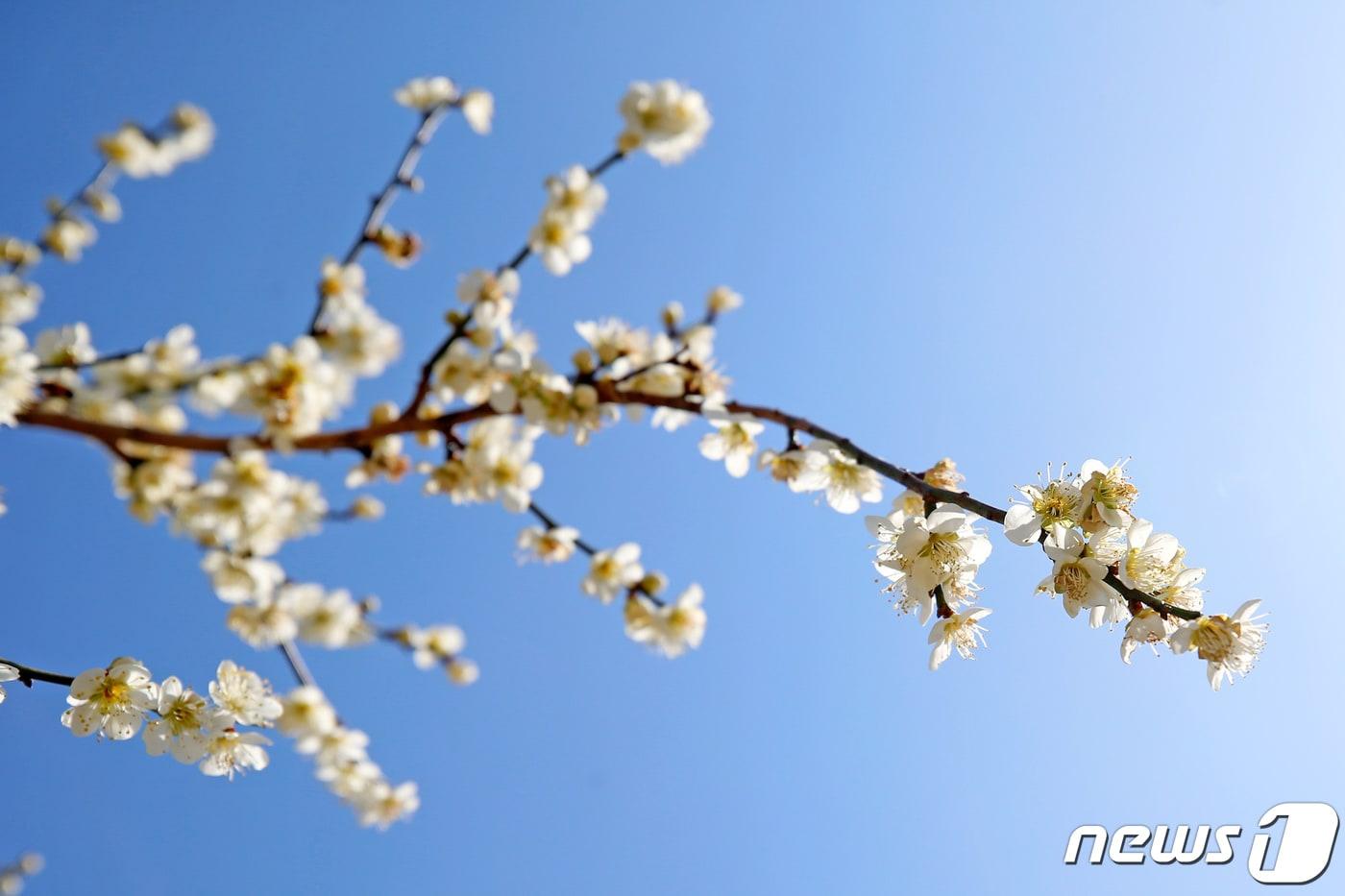 본문 이미지 - 활짝 핀 매화/뉴스1DB