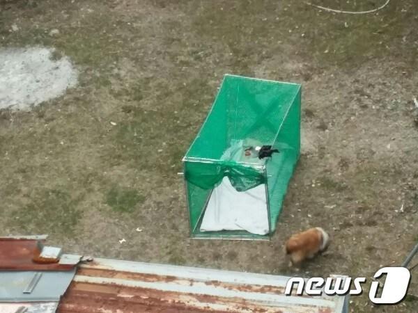 본문 이미지 - 철길을 헤매던 실종견이 포획틀로 접근하고 있다. 사진 동물구조119 제공 ⓒ 뉴스1