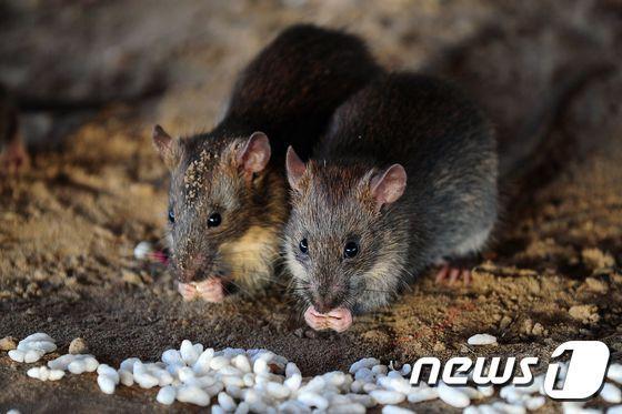 본문 이미지 - 쥐 ⓒ AFP=뉴스1