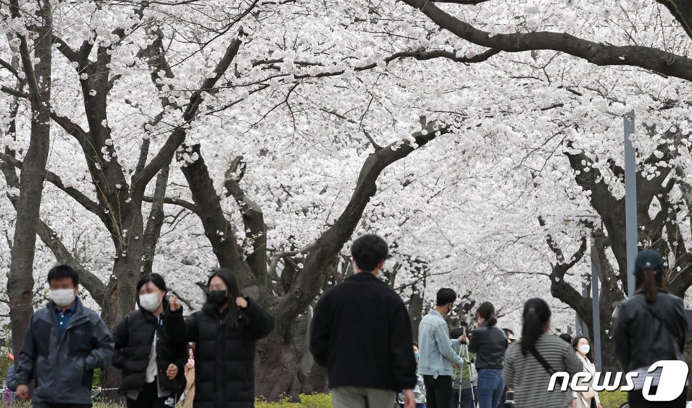 본문 이미지 - 울산 울주군 작천정 벚꽃길. 2020.3.29/뉴스1 ⓒ News1 윤일지 기자