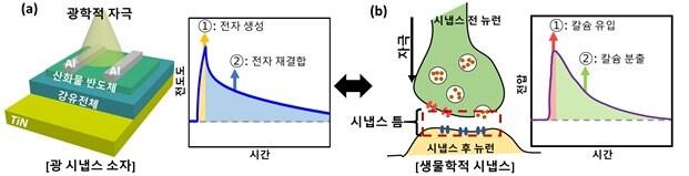 본문 이미지 - 광 시냅스 소자의 광반응성과 시냅스에서 나타나는 신경전달물질 반응성의 유사성(포항공대 이장식 교수 제공)ⓒ 뉴스1