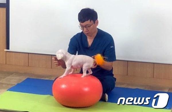 본문 이미지 - 짐볼 헬스케어를 받고 있는 강아지. 사진 24시센트럴동물메디컬센터 ⓒ 뉴스1