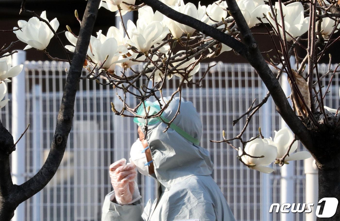 본문 이미지 - 지난 2020년 3월 경기도 수원시 수원월드컵경기장에 설치된 코로나바이러스 감염증(코로나19)  선별검사센터에서 한 육군 현장지원팀 관계자가 방역복을 입은 채 만개한 목련 밑으로 걷고 있다. 2020.3.30/뉴스1 ⓒ News1 조태형 기자