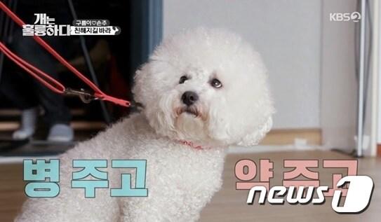 본문 이미지 - 사진 KBS 2TV '개는 훌륭하다' ⓒ 뉴스1