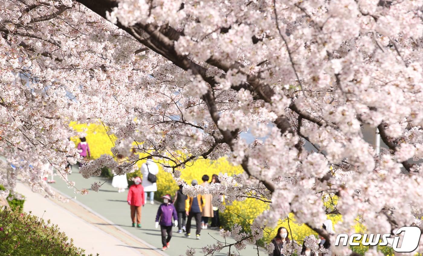 31일 부산 동래구 온천천일대를 찾은 상춘객들이 활짝 핀 벚꽃과 유채꽃을 즐기고 있다. 2020.3.31/뉴스1 ⓒ News1 여주연 기자
