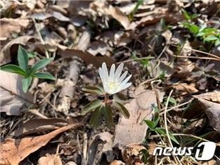 본문 이미지 - 31일 월악산국립공원사무소가 월악산 일원에 봄 야생화가 활짝 피었다고 밝혔다. 사진은 꿩의바람꽃.(월악산국립공원사무소 제공)2020.03.31/ⓒ 뉴스1